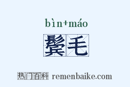 鬓毛是什么意思的图片